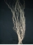 Picture of SALIX cm. 200 X 5 PZ.   BIANCO