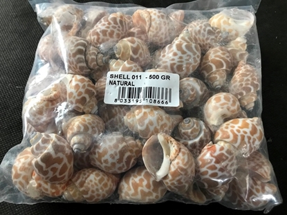 Picture of Conchiglie shell 011 x 500 gr natural
