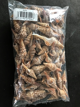 Immagine di Conchiglie s-012 x 500 gr.