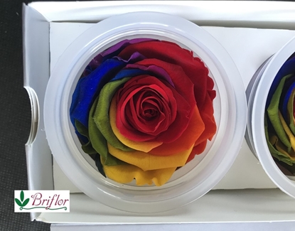 Immagine di ROSE STABILIZZATE RAINBOW CF. X 6 PZ.