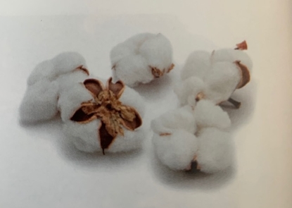 Picture of Cotton  balls 12pcs