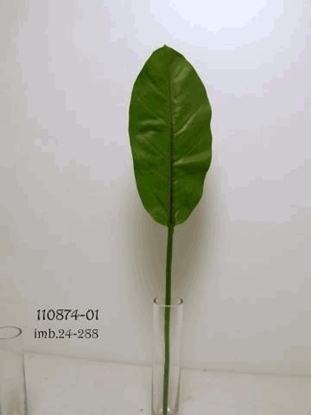 Picture of FIDDLE LEAF CM 66