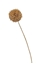 Immagine di ALLIUM GOLD CM.80