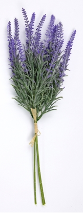Immagine di LAVANDA BUSH CM.40