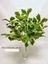 Picture of HOLLY BUSH VINE x160 LVS,20 BERRIES CM42