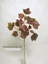 Immagine di GRAPE IVY SPRAY x3 W/27 LVS AUT CM 63,5