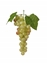 Immagine di UVA (GRAPPOLO) 23XX3 CM