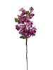 Picture of RAMO BOUGANVILLEA CM 105