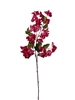 Picture of RAMO BOUGANVILLEA CM 105