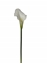Immagine di CALLA RAMO L.58 CM
