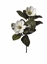Immagine di RAMO MAGNOLIA X 2   CM 85