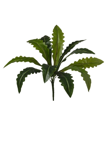 Picture of MAZZO DRACENA X 11 LVS CM 37