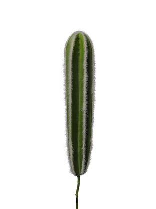 Picture of CACTUS A RAMO CM 33