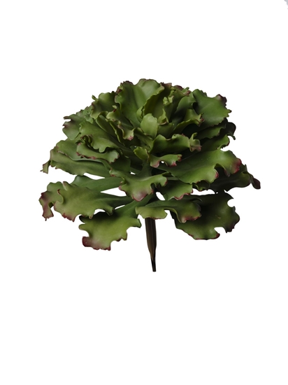 Immagine di PIANTA GRASSA AGAVE CM 23,5