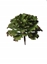 Immagine di PIANTA GRASSA AGAVE CM 23,5