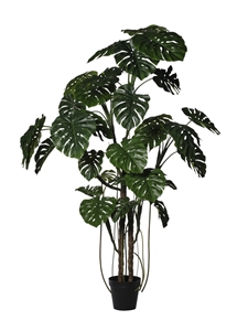 Picture of MONSTERA  IN VASO CM 240 - GREEN