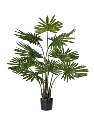 Immagine di PIANTA PALMA LIVISTONA C/VASO CM 108 - GREEN