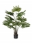 Immagine di PIANTA PALMA LIVISTONA C/VASO CM 108 - GREEN