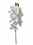 Picture of RAMO CYMBIDIUM CM 74
