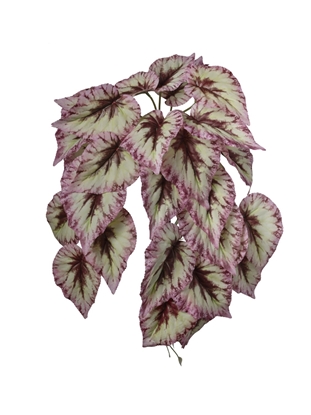 Picture of CADENTE BEGONIA CM 50x38x28