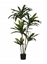 Picture of PIANTA DRACENA X 5 CM 170