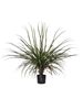 Immagine di PIANTA DRACENA CM 87 C/48 FOGLIE