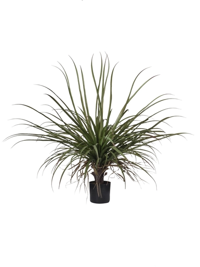 Immagine di PIANTA DRACENA CM 87 C/48 FOGLIE