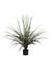 Immagine di PIANTA DRACENA CM 87 C/48 FOGLIE