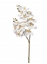 Immagine di RAMO PHALEONOPSIS X12 CM 16X74