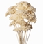 Picture of ACHILLEA COLTIV BIANCO 01 SACCHETTO X 10 PZ