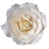 Picture of TESTA ROSA XL 45 CM