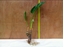 Immagine di TARO LEAF WROOTS 16 GREEN