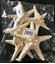 Immagine di Stelle marine con gobba 4/5 x 5 pz. bianche