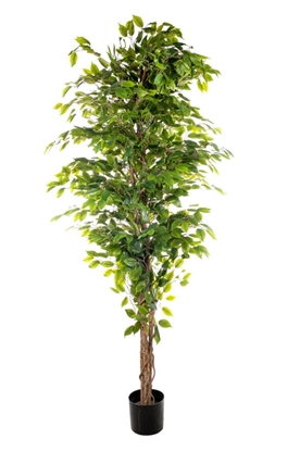 Immagine di PIANTA FICUS CM.210 FOGLIE 2268