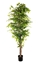 Picture of PIANTA FICUS CM.210 FOGLIE 2268