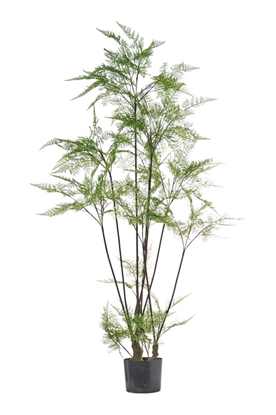 Picture of PIANTA FELCE CM.150