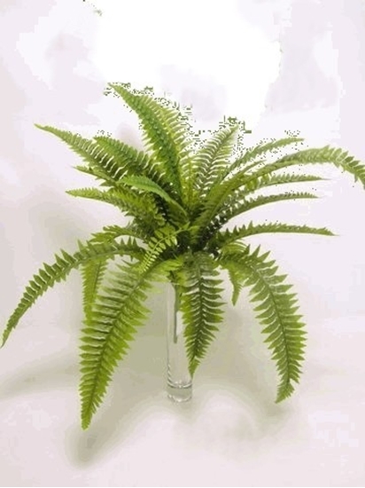 Picture of MIXED FERN BUSH cm 61