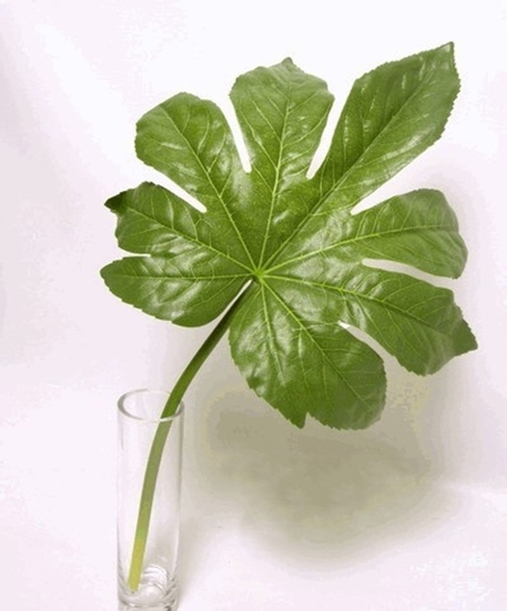 Picture of FATSIA JAPOMICA SPRAY 54,5cm