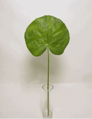 Immagine di ESTRA LG GALAX LEAF 50cm