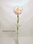 Immagine di SINGLE CARNATION SPRAY 60cm