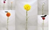 Picture of SINGLE CARNATION SPRAY 60cm