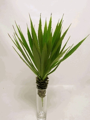 Picture of AGAVE PLANT