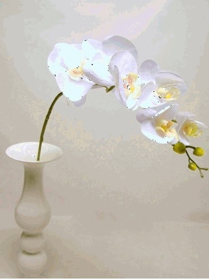 Picture of PHALAENOPSIS SPRAY cm 94