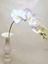 Immagine di PHALAENOPSIS SPRAY cm 94