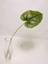 Immagine di ANTHURIUM LEAF SPRAY 50cm