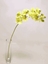 Picture of MINI REAL T.PHALAENOPSIS W/9 FLR CM 63,5