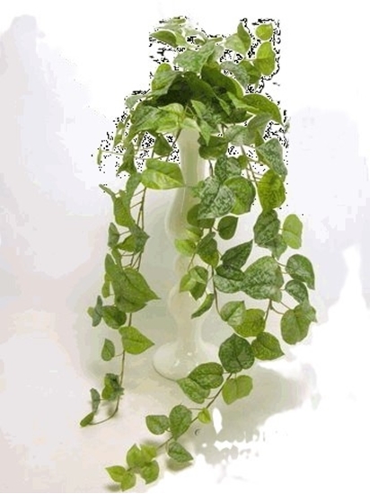Picture of SCINDAPSUS x 159 LVS CM 100