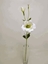 Picture of EUSTOMA SPRAY x2 w/6 LVS 60cm