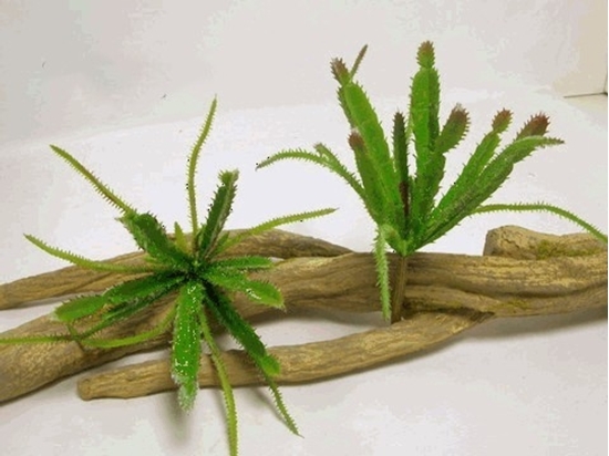 Immagine di HAIRBRUSH CACTUS