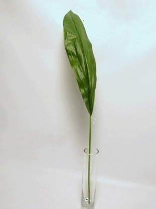 Picture of EXTRA LG ASPIDISTRA LEAF CM 81